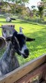 GOATS & SHEEPS ARE SUPER FUNNY & CUTE  SEE FOR YOURSELF   PETASTIC