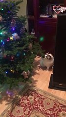 Cats vs Christmas tree funny compilation 2022   PETASTIC