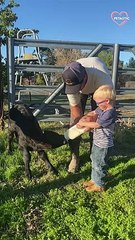 Animals being jerk compilation 2022   PETASTIC
