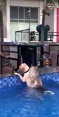 Not So Smart Dogs You Will Watch Today - Try Not To Laugh   PETASTIC
