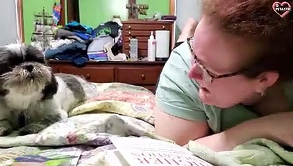 Top Moments Of Animals That Will Make You Laugh   PETASTIC