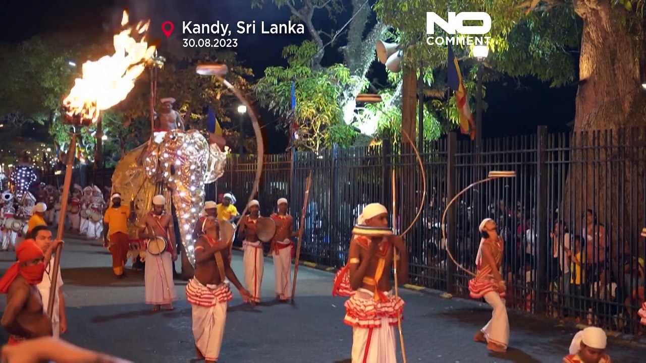 Sri Lanka, elefanti impazziti durante il corteo religioso: "Sono maltrattati" dicono gli animalisti