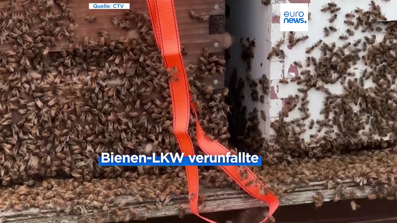 LKW nahe Toronto verunfallt: Fünf Millionen Bienen schwirren davon