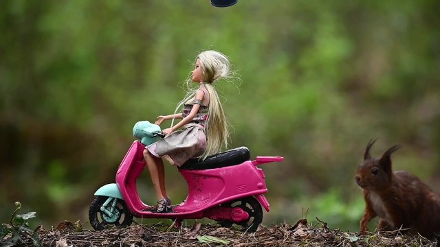 L'écureuil roux rejoint le monde du jouet