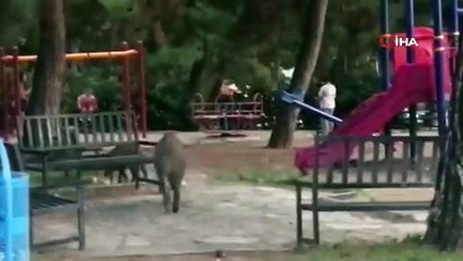 CHP'li Tunç Soyer İzmir'deki domuzları evcilleştirdi! Mide bulandıran manzarayla gurur duyuyorlar...