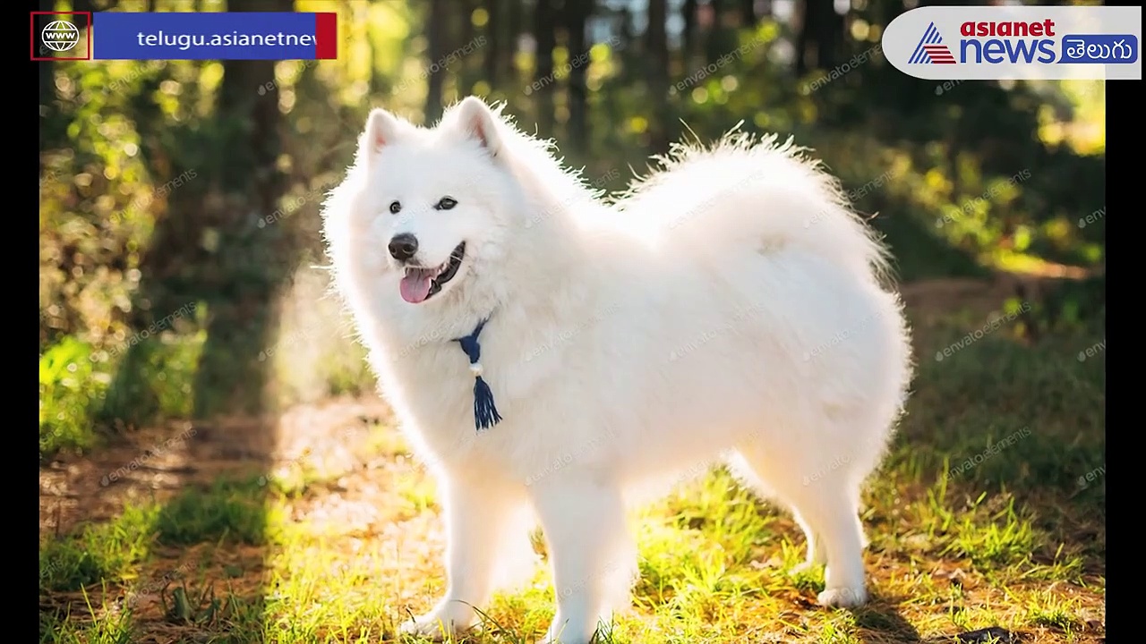 కుక్కలే.. కానీ చాలా కాస్ట్లీ..కొనాలంటే చుక్కలు కనిపిస్తాయి...