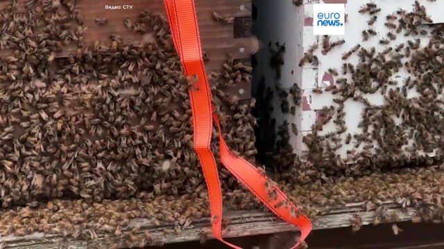 5 миллионов пчел вылетели из ульев из-за ДТП в Канаде