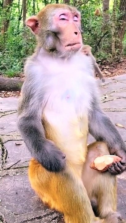 Funny & Adorable   Cute Baby Monkeys Life Clips 2023   #reels #monkey #animals #virals #usa