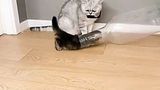 THE END ! ---funny moments _funnypictures _FunnyPinns -SofiaFunnyPin _FunnyOrDie _funnyordie -funnyvideos _FunnyQ #baby faces  - Unknown please DM for cre#hewanlucu#binatanglucu#funnyanimals #funnyvideos #duniabinatang#kucinglucu#cat#catlover#sobatsemesta