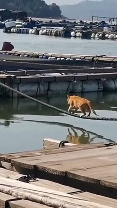 Poor baby  #kedi #cat #kediler #cats #catlife #gato #catlovers #funny #funnyvideos #funnyanimals #funnypictures#love #animals #keşfe#pets #kittenlovers #reels #katze #k