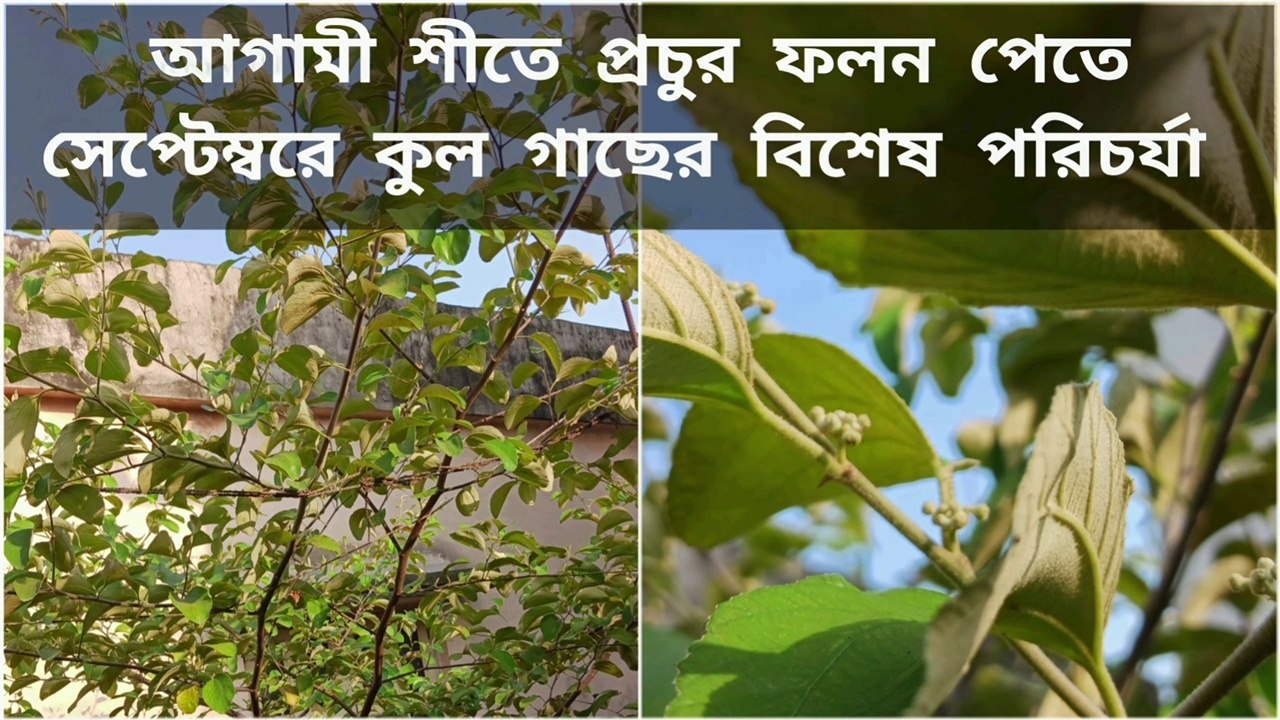 সেপ্টেম্বরে কুল গাছের কিছু বিশেষ পরিচর্যা ।।  Apple Ber Plant Care