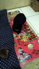 Kucing hitam sedang cari mkan