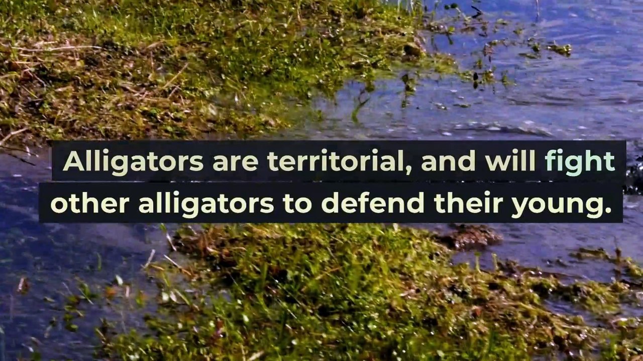 Alligator Facts