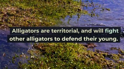 Alligator Facts