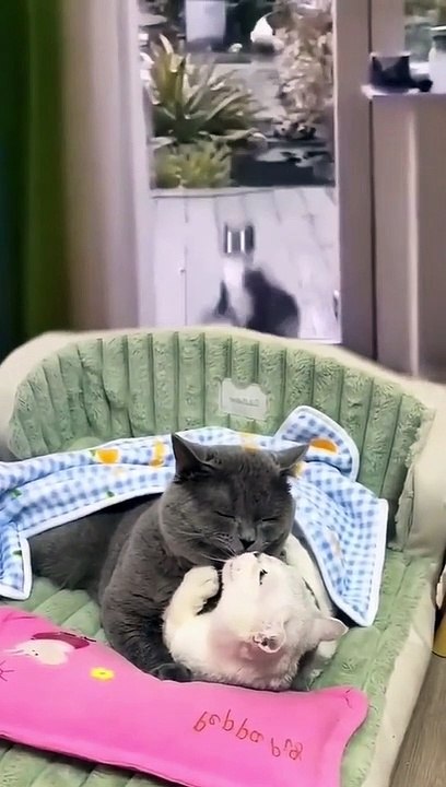 funny animal videos, try not to laugh, funny cats, funny cat, tiktok reaction, funny cat videos, cat, funny, funny animal, tiktok, funny animals, jukin media, funny pet videos, cats, funny pets, funny video