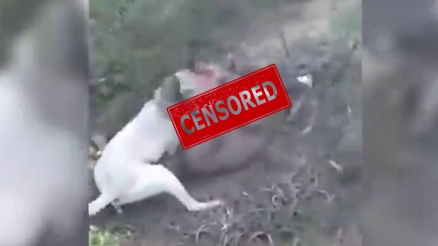 Dogo Argentino VS Puma - Video Pelea Real Dogo Dog VS Puma Cougar