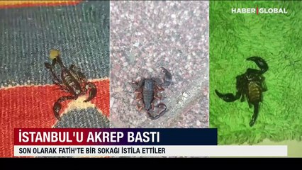 İstanbul'u akrep bastı! Son olarak Fatih'te bir sokağı istila ettiler