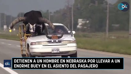 Detienen a un hombre en Nebraska por llevar a un enorme buey en el asiento del pasajero