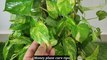मनी प्लांट को हरा भरा घना और चमकदार बनाओ | how to grow about money plant | money plant care | money