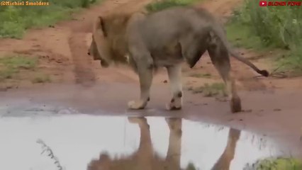 Los 10 Animales Más Fuertes Que Creen Que El Cocodrilo Es Presa Fácil!