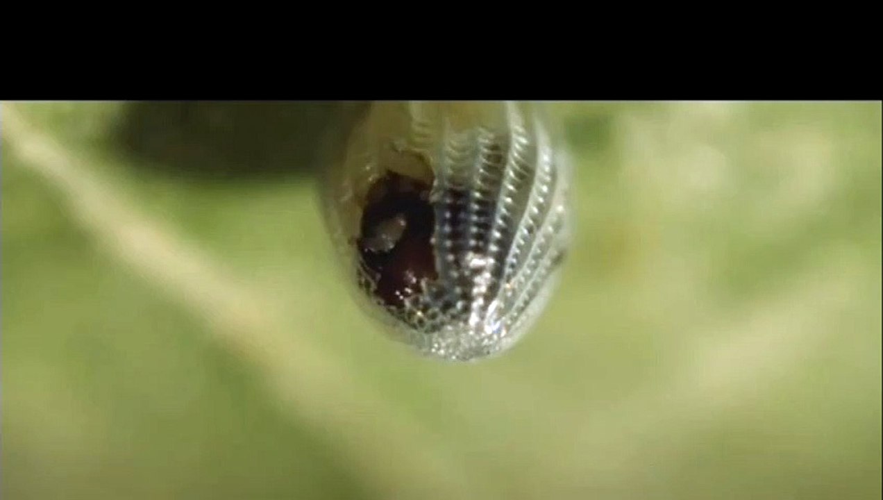 Birth of butterfly