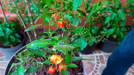 Un bonito jardin en el patio con muchas plantas de chile aji guindillas pepper macetas hortaliza