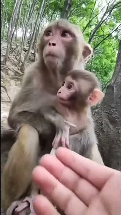 monkey and son
