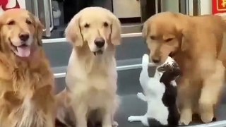 Unlikely Friendship_ Astonishing Cat and Dog Duo_ Short _shorts _funnymemes _syl_vester(720P_HD)