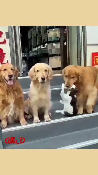 Unlikely Friendship_ Astonishing Cat and Dog Duo_ Short _shorts _funnymemes _syl_vester(720P_HD)