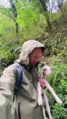 Un homme trouve un agneau solitaire dans l'Himalaya