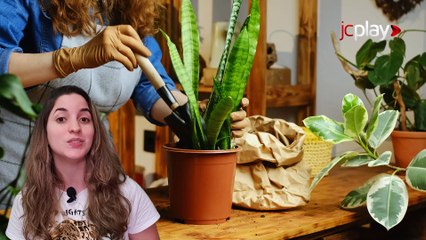 PLANTAS PARA APARTAMENTO