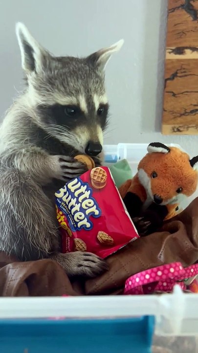 Le raton laveur trouve une nouvelle collation préférée