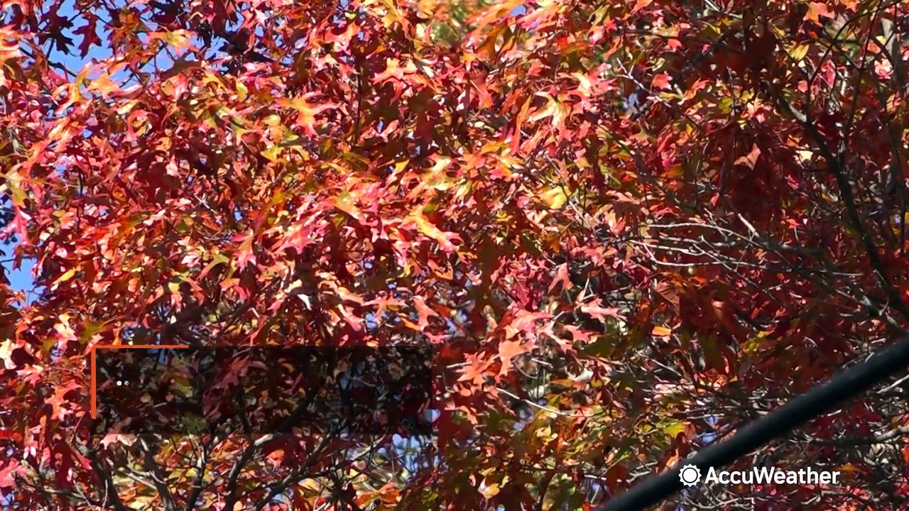 Meteorological and astronomical fall: what's the difference?