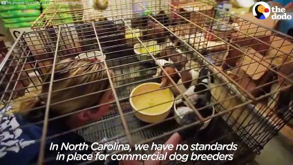 Sick Kitten Rescued From Puppy Mill