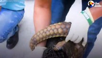 Smugglers Busted With 70 Pangolins