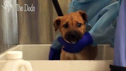 These Dogs Have Never Left Their Cages — Until Now