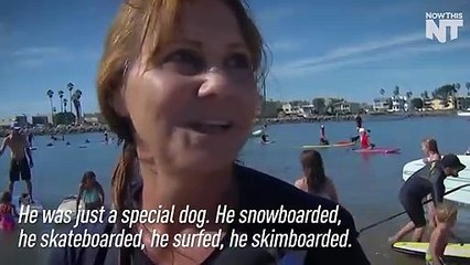 The Skateboarding Bulldog Goes For His Final Ride