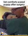 Vet Comforts Puppy After Surgery   The Dodo