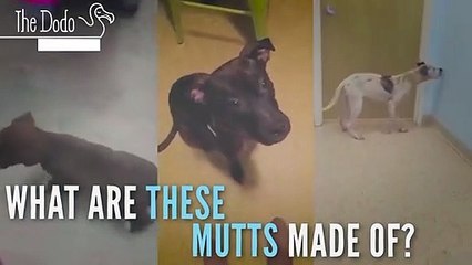 What Are These Mystery Mutts Are Made Of