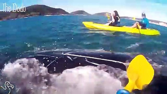 Whale Gets Tangled In Rope And Asks People For Help
