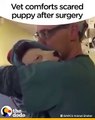 Vet Comforts Puppy After Surgery   The Dodo