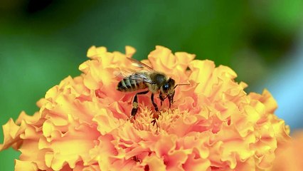 Wasp Feeds on Garden Flower