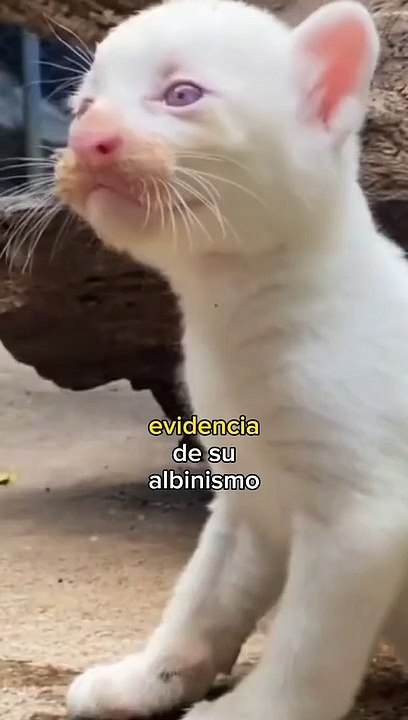 Nace un extraño ejemplar de Puma Albino en Nicaragua
