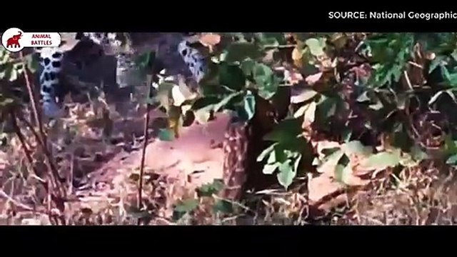 5 Combats Entre Léopard Et Python Combats d’Animaux