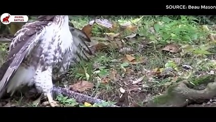 5 moments le Faucon chasse le Serpent   Combats d’Animaux