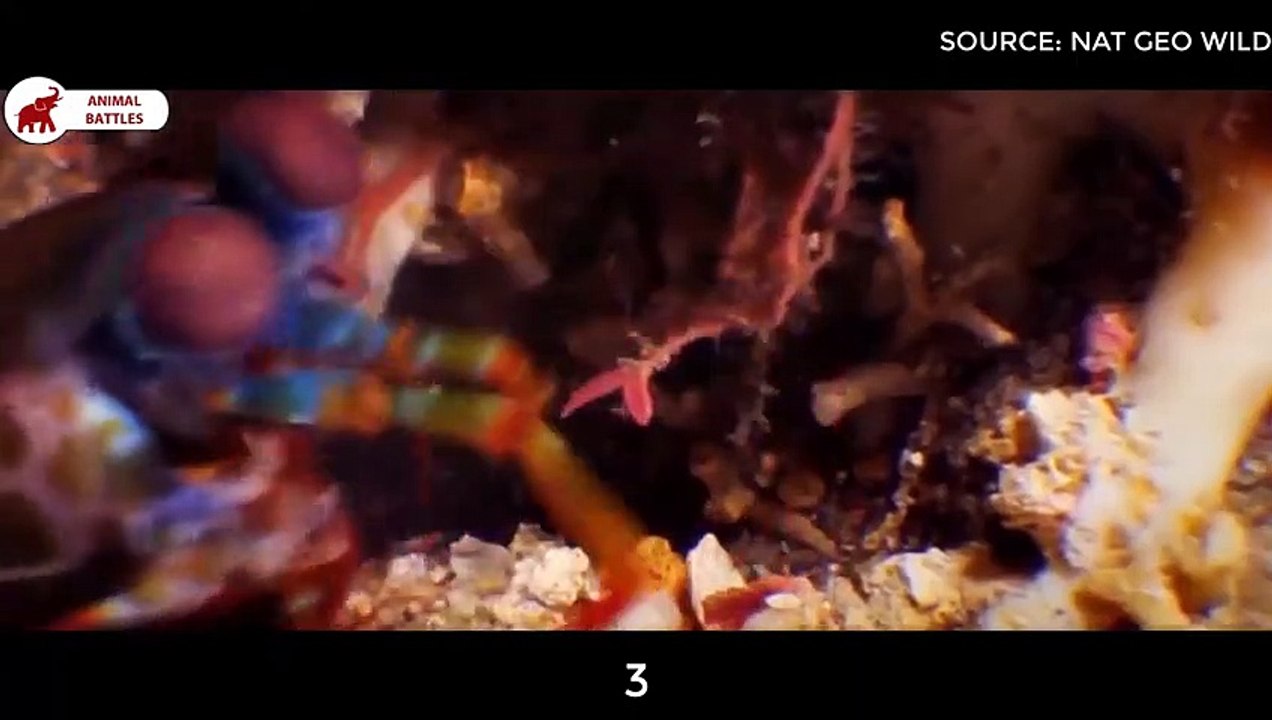 5 scènes où la crevette mante chasse sa proie   Combats d’Animaux