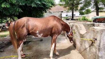 Restoring a Horse's Hoof