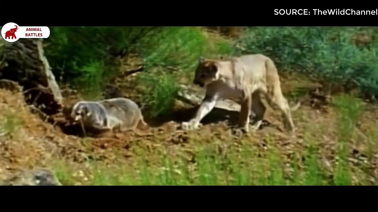 6 combats entre Blaireau et Gros Chats   Combats d’Animaux