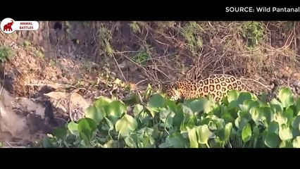 6 fois Jaguar chassant Capybara   Combats d’Animaux