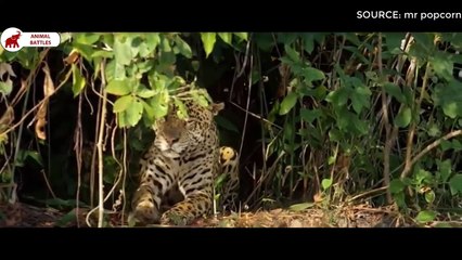 6 Animaux peuvent vaincre le Crocodile   Combats d’Animaux